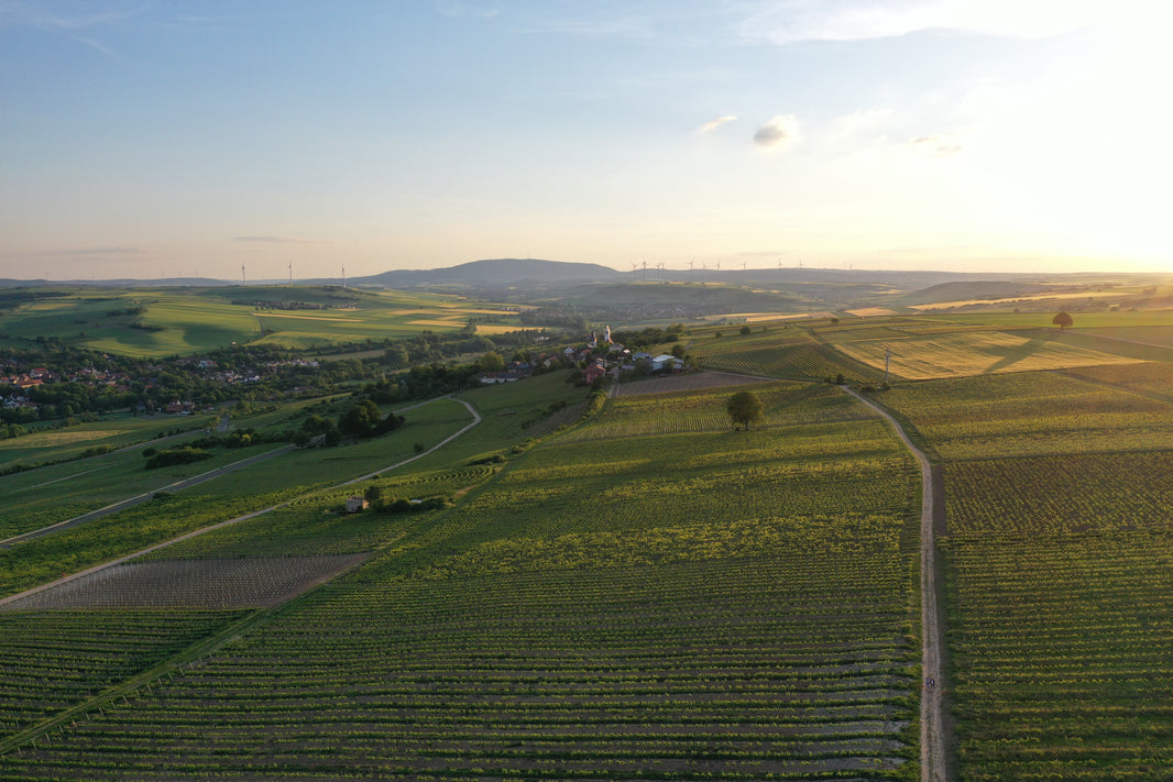 Weinberge des Weinguts Schwedhelm im Zellertal bei Sonnenuntergang, Blick über Reben und sanfte Hügellandschaft
