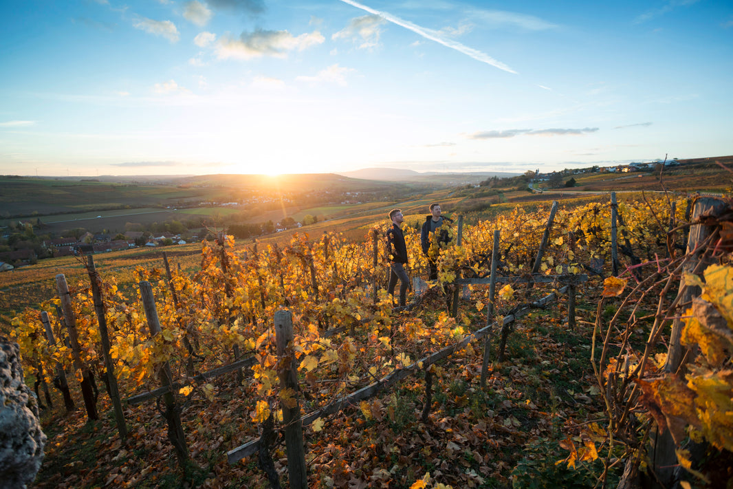 Georg und Stephan Schwedhelm zwei Winzer des Weinguts Schwedhelm im herbstlichen Weinberg im Zellertal bei Sonnenuntergang mit Blick über die Reben"
