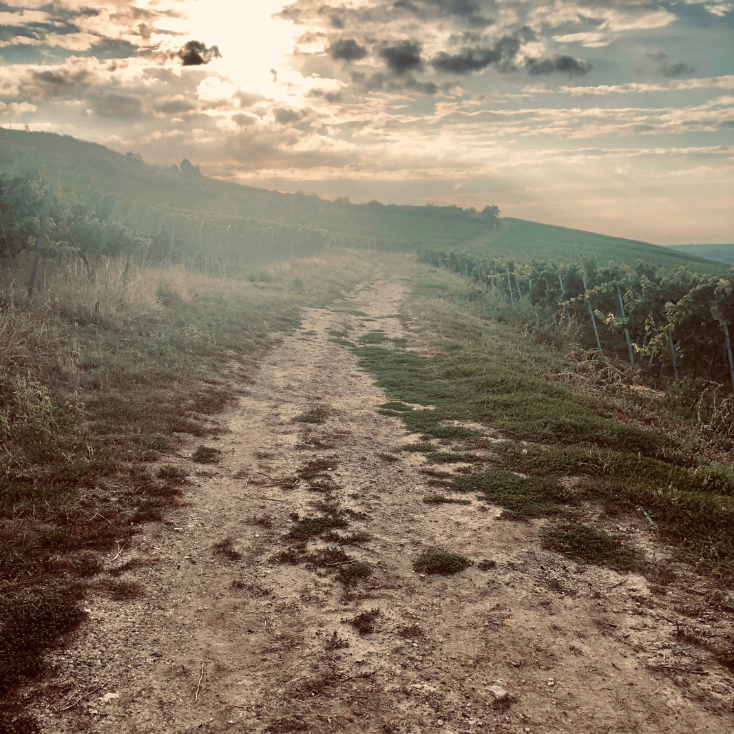 Feldweg durch die Weinberge des Weinguts Schwedhelm im Zellertal bei Morgennebel und Sonnenaufgang