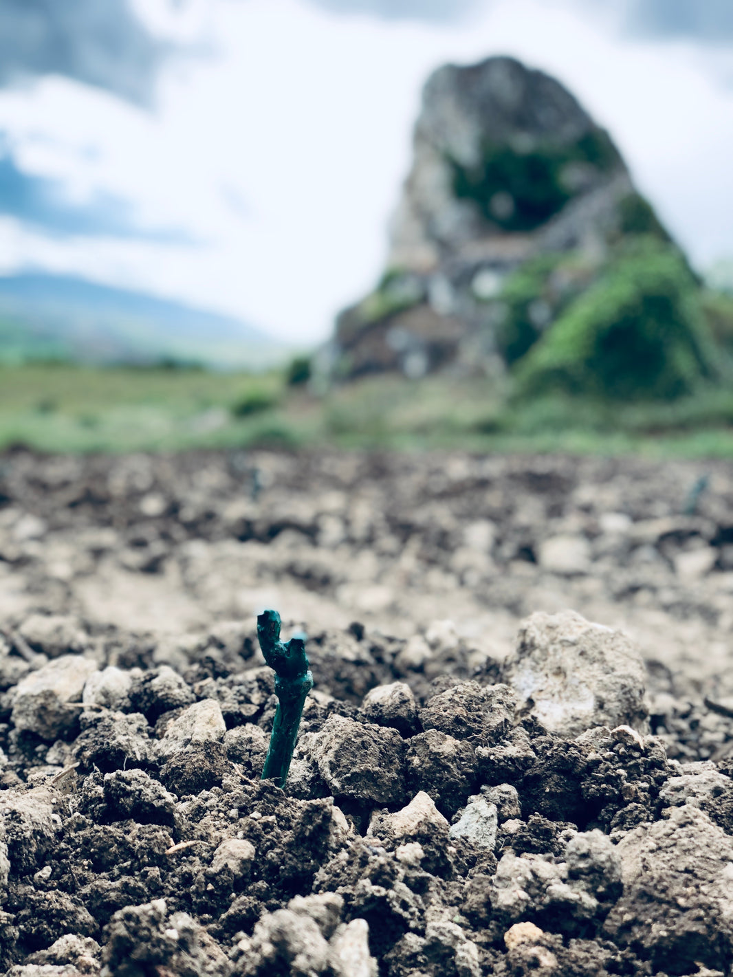 Junge Rebe im kargen Kalksteinboden des Weinguts Schwedhelm im Zellertal vor Felsformation.